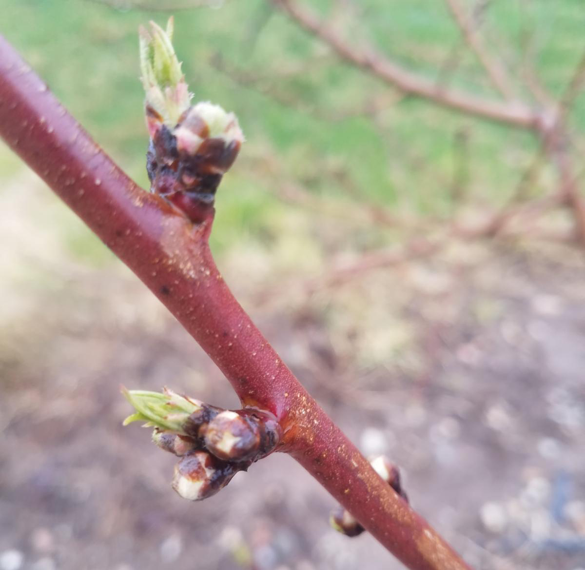 Peach bud